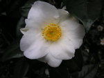 vignette Camellia japonica 'Madame Lourmand'