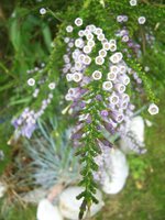 vignette Fabiana imbricata var. violacea   Solanaces