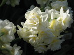 vignette Narcissus multiflore 'Erlicheer'