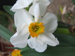 vignette Narcissus multiflore 'geranium'