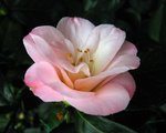 vignette Camélia ' BERENICE BODDY ' camellia japonica