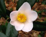 vignette Camélia ' TENDRESSE ' camellia japonica