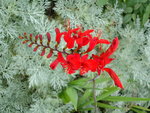 vignette Crocosmia Lucifer