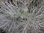 vignette Artemisia arborescens - Armoise arborescente