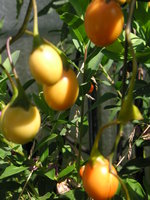 vignette Solanum laciniata