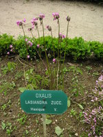 vignette Oxalis lasiandra