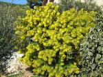 vignette Mimosa d'hiver, Acacia dealbata 'Gaulois'