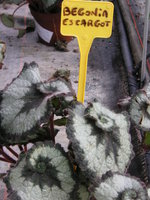 vignette Begonia rex 'Escargot' - Begonia Escargot