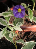 vignette Solanum rantonnetii 'variegata'