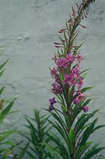 vignette Epilobium angustifolium = Chamerion angustifolium - Epilobe ou Laurier de St Antoine