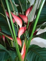 vignette Heliconia 'Olympic Flame'