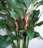 vignette Heliconia 'Olympic Flame'