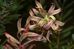 vignette Leucadendron salignum 'Katie Blush'