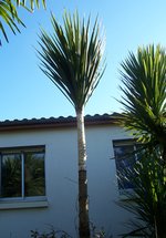 vignette Cordyline australis   /   Agavaces   /   Nouvelle-Zlande   (4