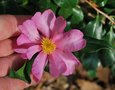 vignette Camellia sasanqua 'New Dawn'