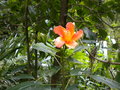 vignette hibiscus borianus
