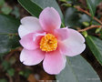 vignette Camlia ' YUME ' camellia hybride( sasanqua x yuhsienensis ) parfum
