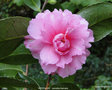 vignette Camlia ' INTERLUDE ' camellia hiemalis