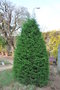 vignette Cupressus macrocarpa