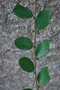 vignette Azara celastrina / Salicaceae / Chili