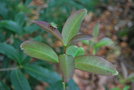 vignette Osmanthus yunnanensis  / Oleaceae  / Yunnan, Sichuan