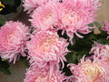 vignette Chrysanthemum x grandiflorum