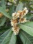 vignette Eriobotrya japonica (fleurs)