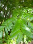 vignette PTEROCARYA  fraxinifolia