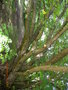 vignette PTEROCARYA  fraxinifolia