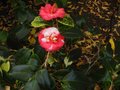 vignette Camellia japonica R.L.Wheeler variegated au 31 10 11