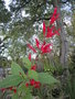 vignette salvia rutilans