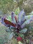 vignette ensete ventricosum 'maurellii'