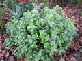 vignette polygala fruticosa