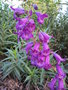 vignette penstemon sp