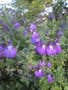 vignette salvia microphylla x chamaedryoides