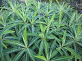 vignette euphorbia mellifera