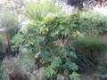 vignette fatsia japonica