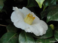 vignette Camlia ' Madame Lourmand ' camellia japonica