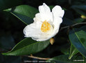 vignette Camlia ' CORNISH SNOW ' camellia hybride