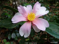 vignette Camlia ' YUME ' camellia hybride( sasanqua x yuhsienensis ) parfum