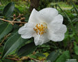 vignette Camlia ' CORNISH SNOW ' camellia hybride
