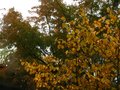 vignette Scène automnale10 Hamamelis mollis et Acer palmatum qui se colorentau 25 10 11