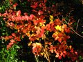 vignette Lagerstroemia Intica Terre chinoise couleurs d'automne au 31 10 11