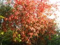 vignette Malus coccinella en feuillage d'automne au 31 10 11