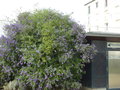 vignette Solanum rantonnetii = Lycianthes rantonnetii
