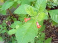 vignette Fuchsia sp