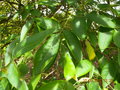 vignette PTELEA trifoliata var mollis