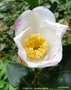 vignette Camlia ' YOIMACHI ' camellia hybride  , ( fraterna x sasanqua )