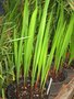 vignette Acidanthera murielae = Gladiolus callianthus (glaeul d'Abyssinie)