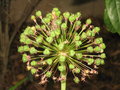 vignette Allium aflatunense